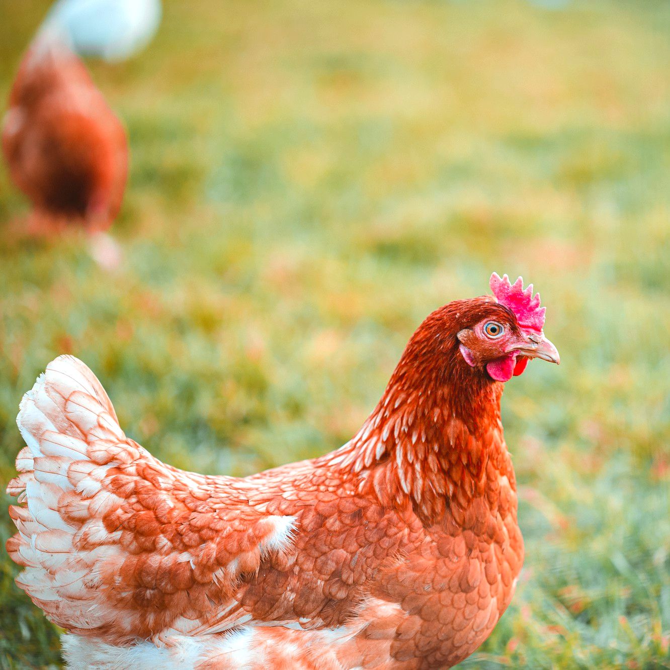 Animaux de ferme