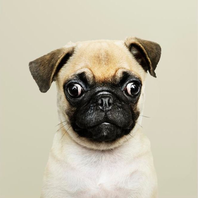 Chiens