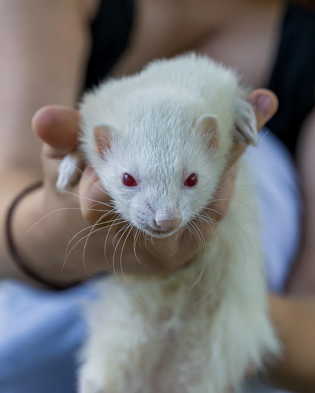 Albino Ferret