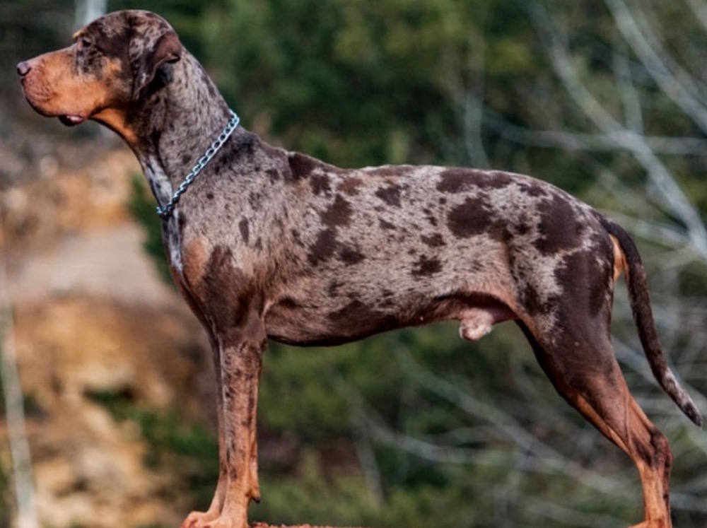 American Leopard Hound