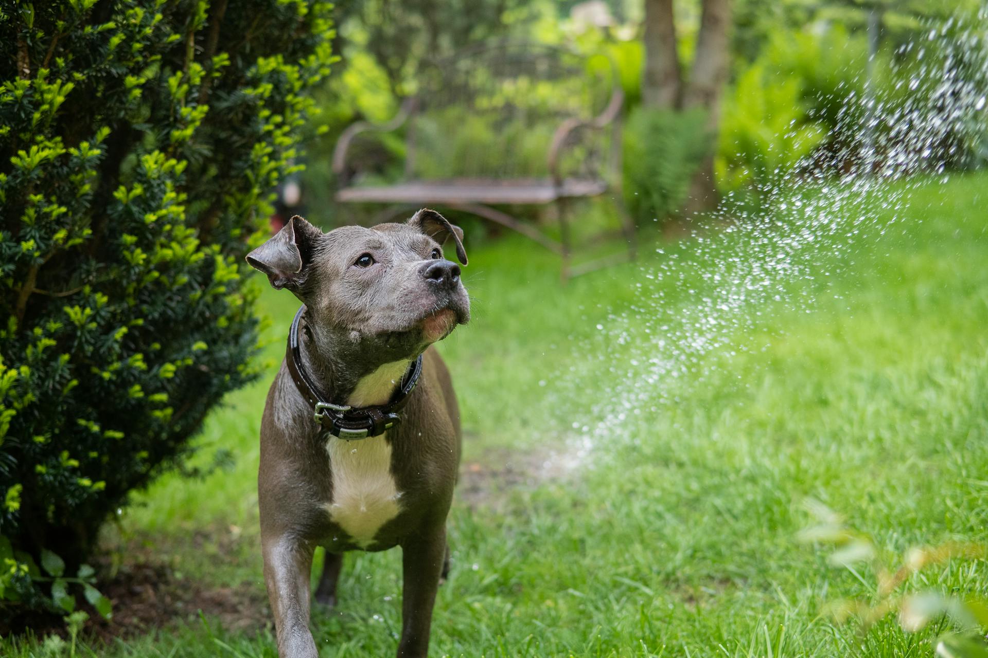 American Staffordshire Terrier