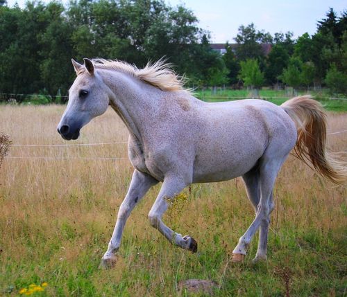 Arabisches Pferd