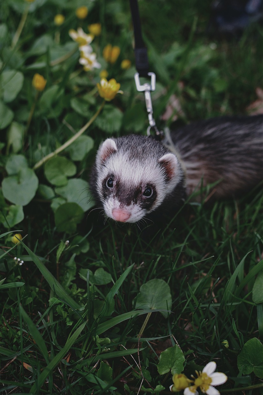 Black Sable Ferret