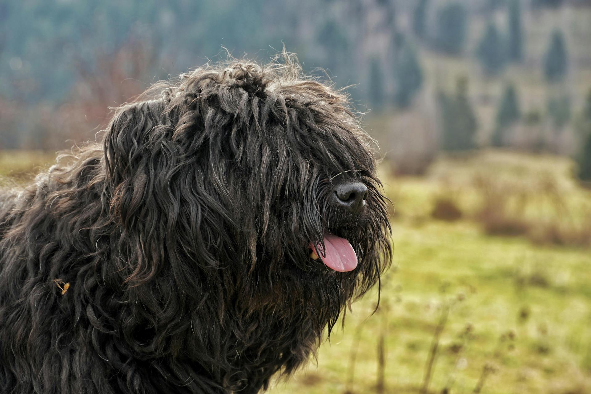 Bouvier des Flandres