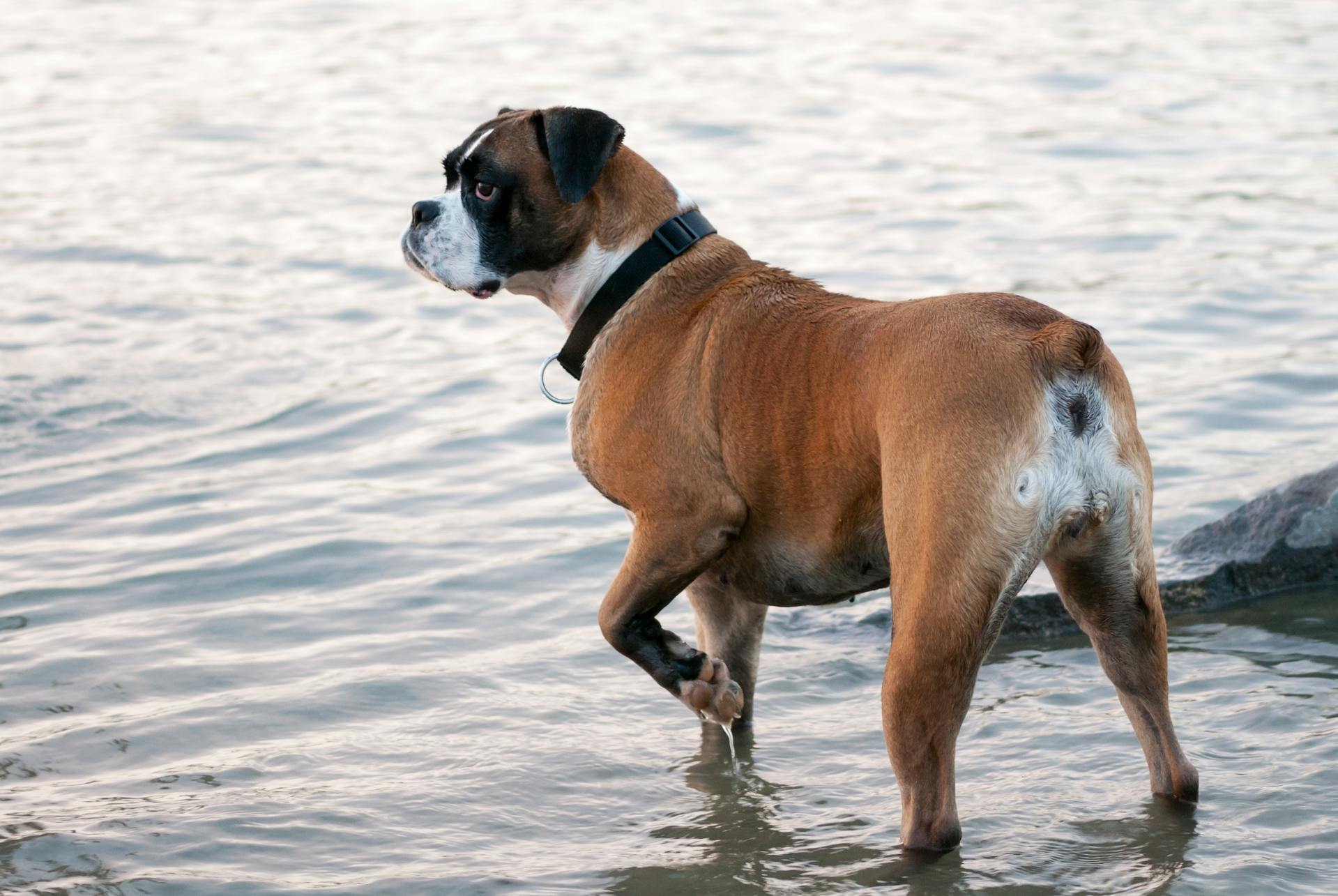 Boxer