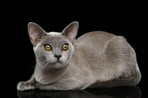Burmesenkatze