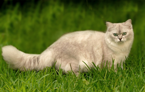 Burmilla Langhaar