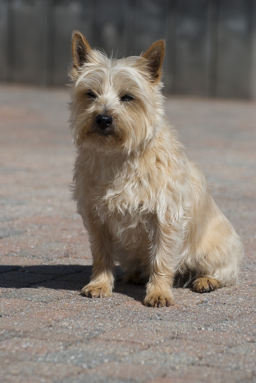 Cairn Terrier