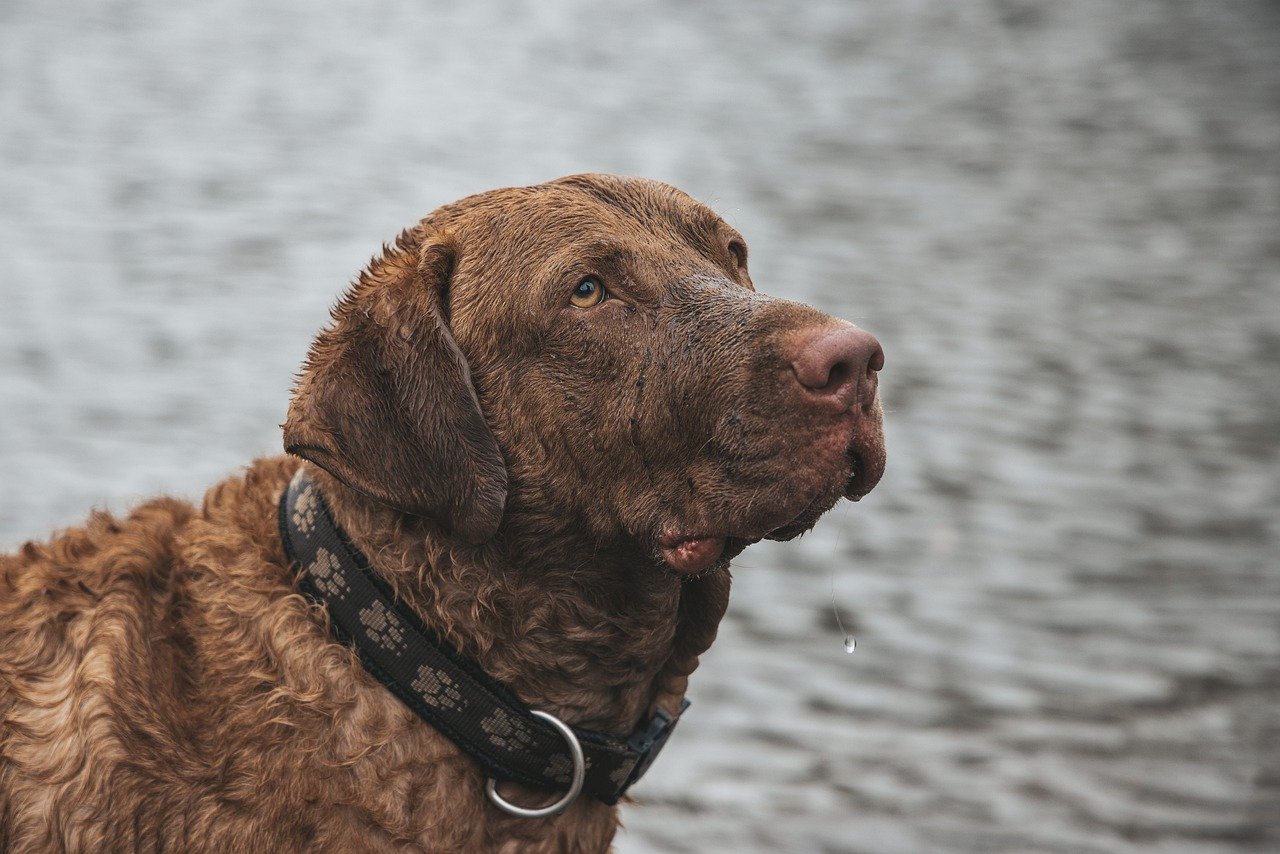 Chesapeake Bay Retriever