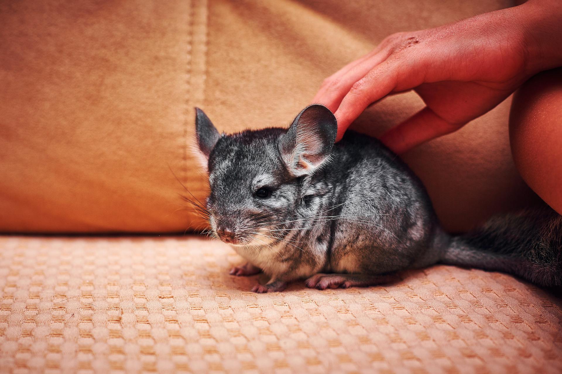 Chinchilla: The Soft and Playful Pet