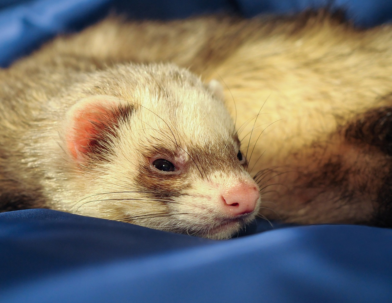 Chocolate Ferret