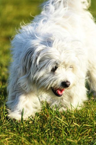 Coton de Tulear