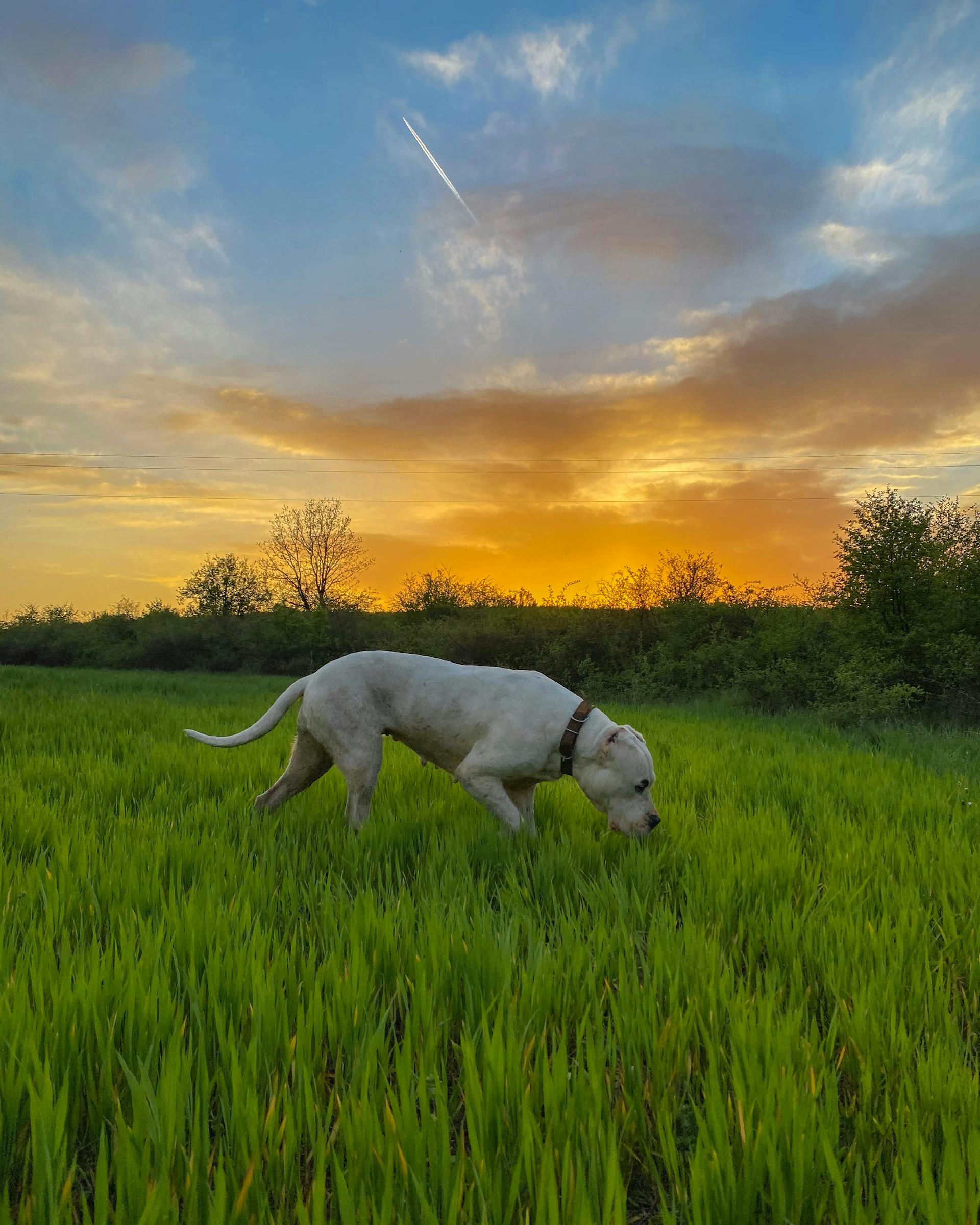 Dogo Argentino