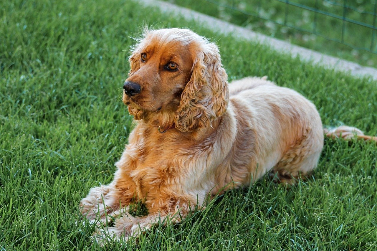 English Cocker Spaniel