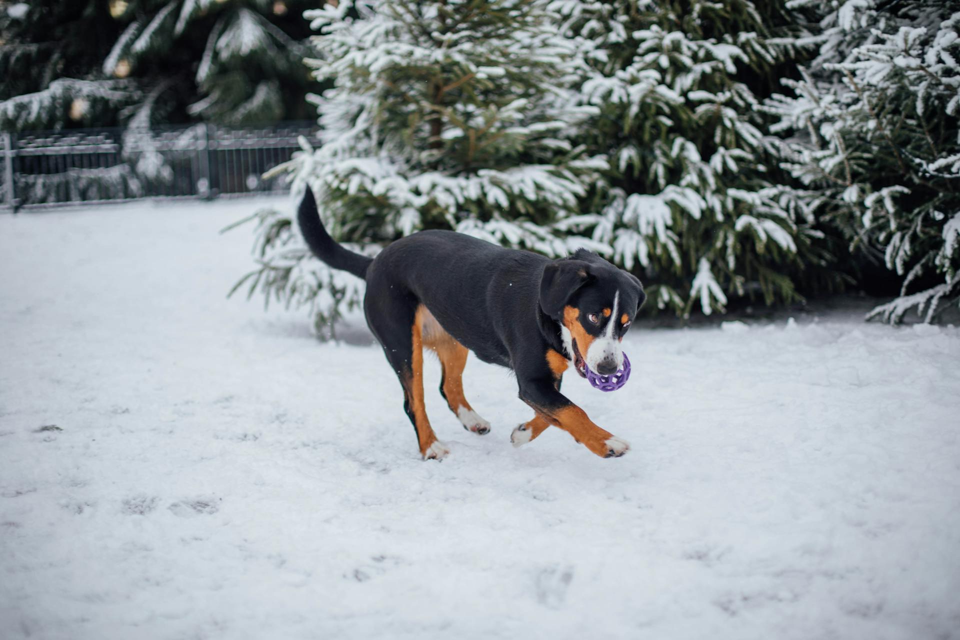 Entlebucher Mountain Dog