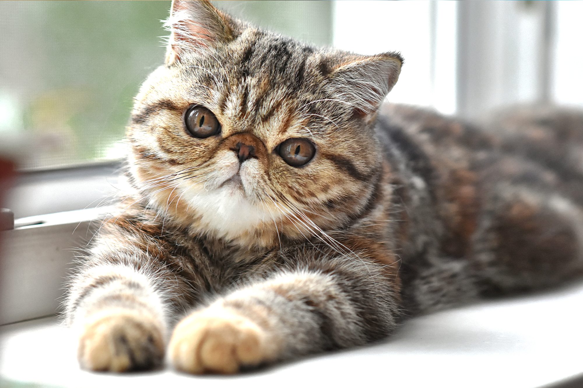Exotische Kurzhaarkatze