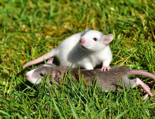 Fancy Rat