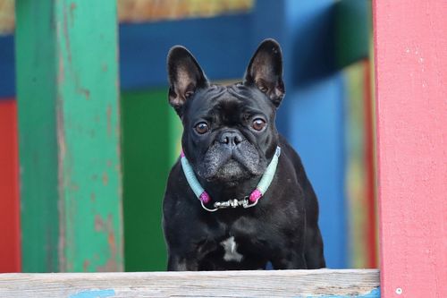 Französische Bulldogge