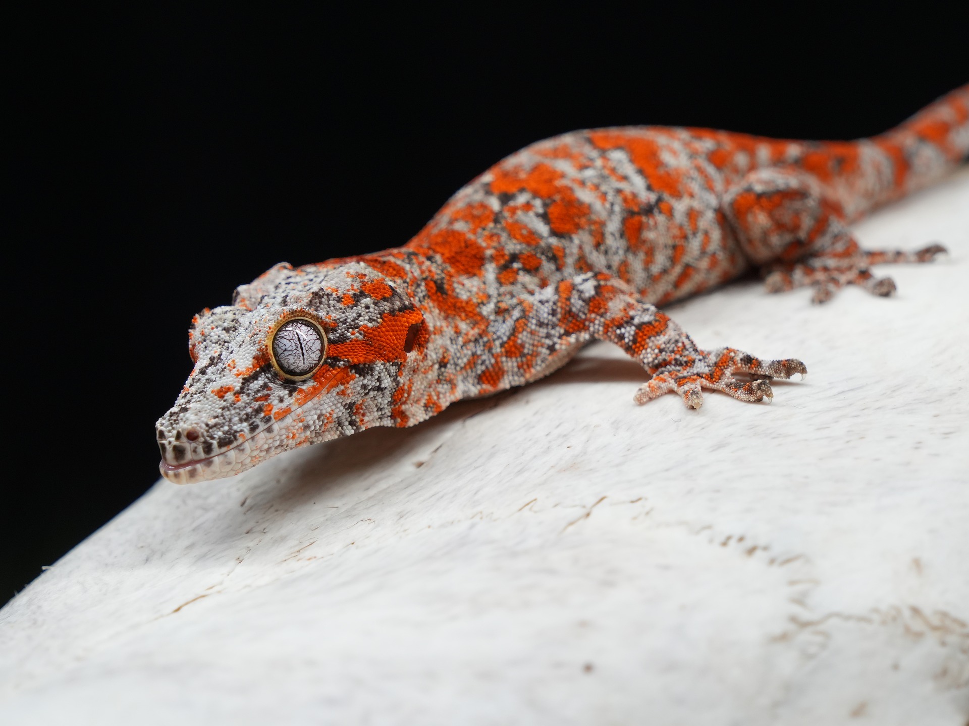 盖勾亚守宫（Gargoyle Gecko）