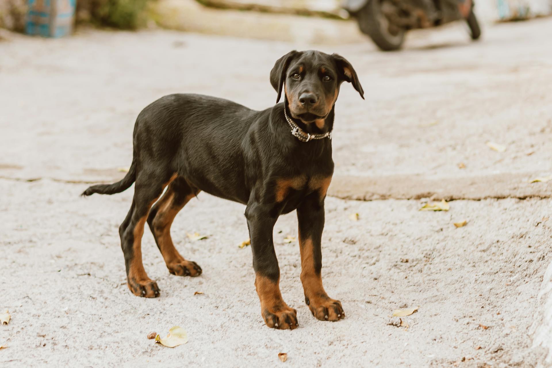 German Pinscher
