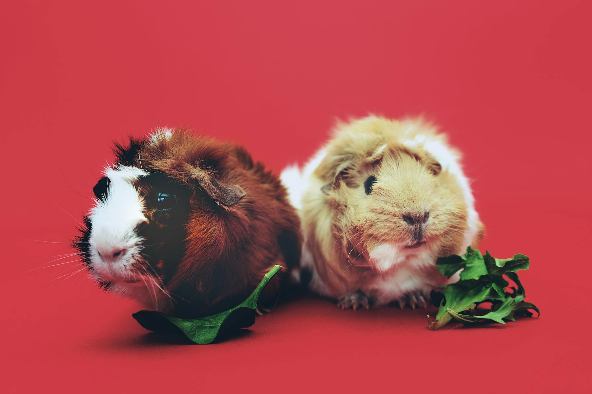 Meerschweinchen: Der sanfte Begleiter
