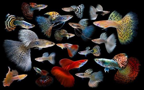 Guppy