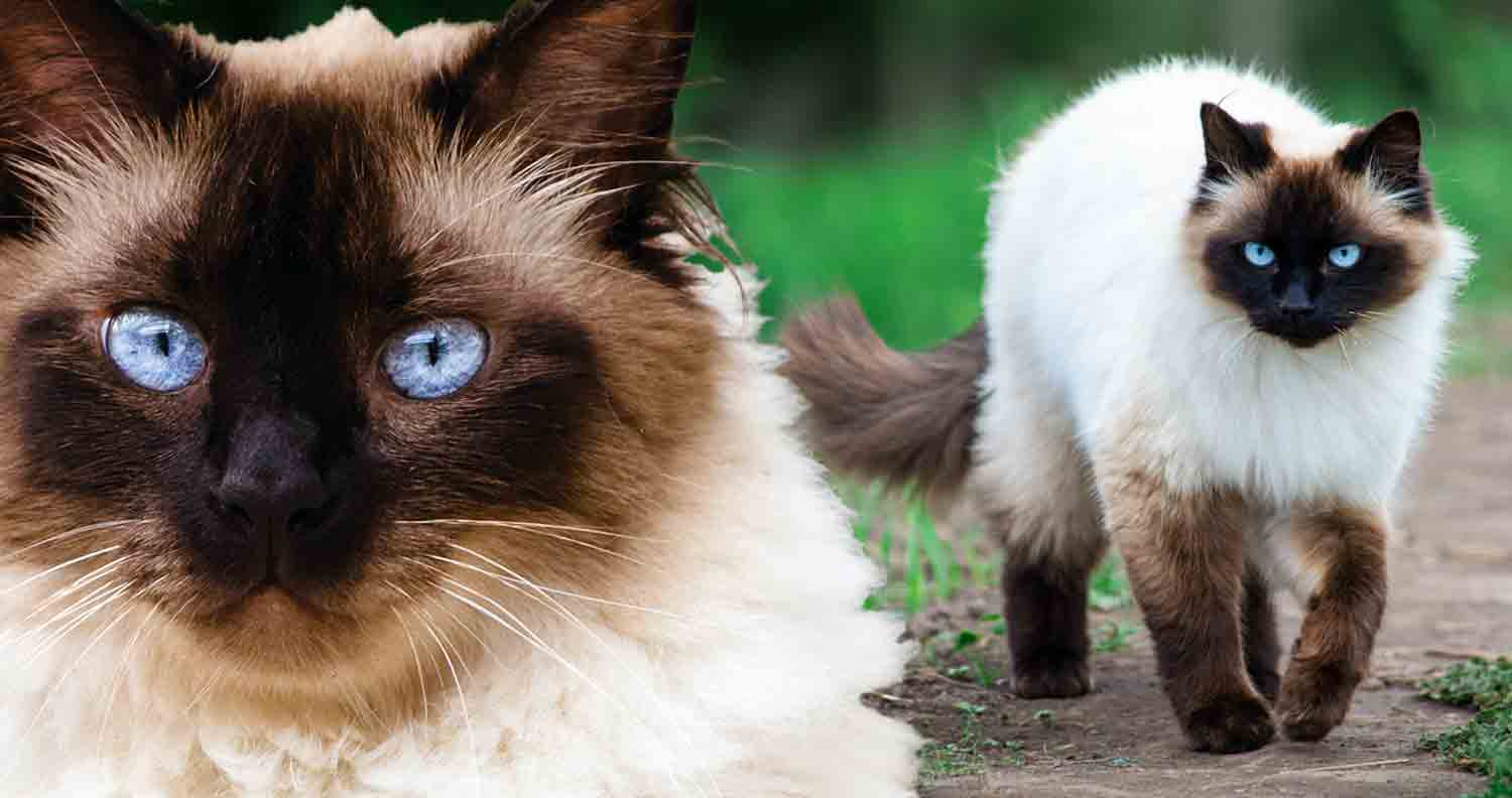 Himalaya-Katze