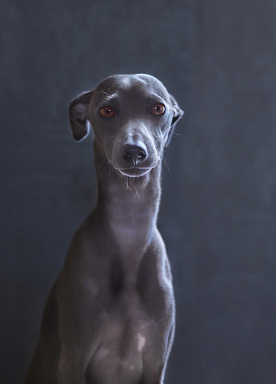 Italian Greyhound