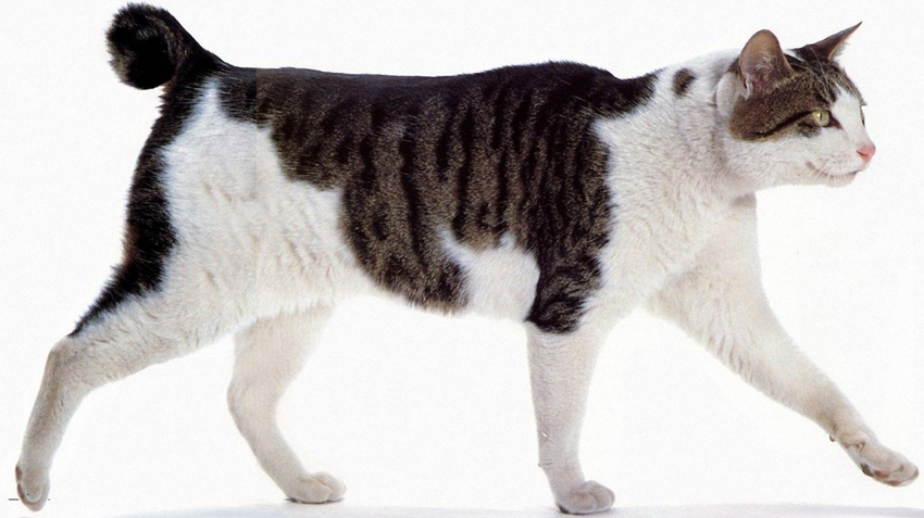 Japanische Stummelschwanzkatze