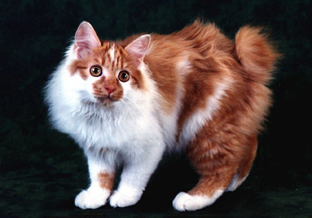 Japanese Bobtail Longhair