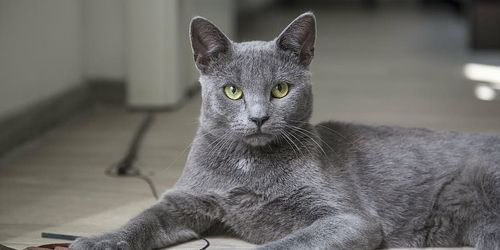 Korat-Katze