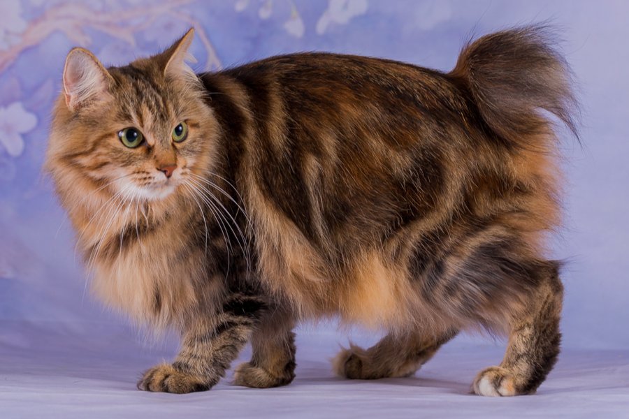 Langhaariger Kurilian Bobtail