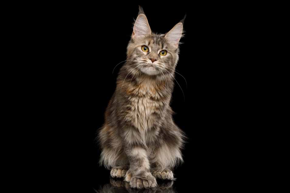 Polydaktyl-Maine-Coon