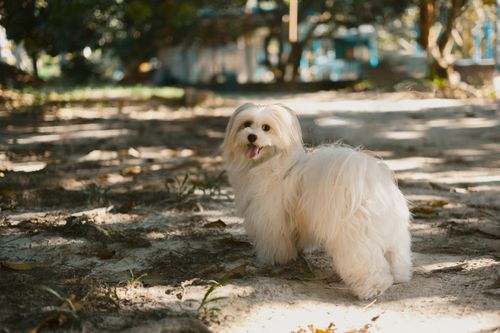 Maltese