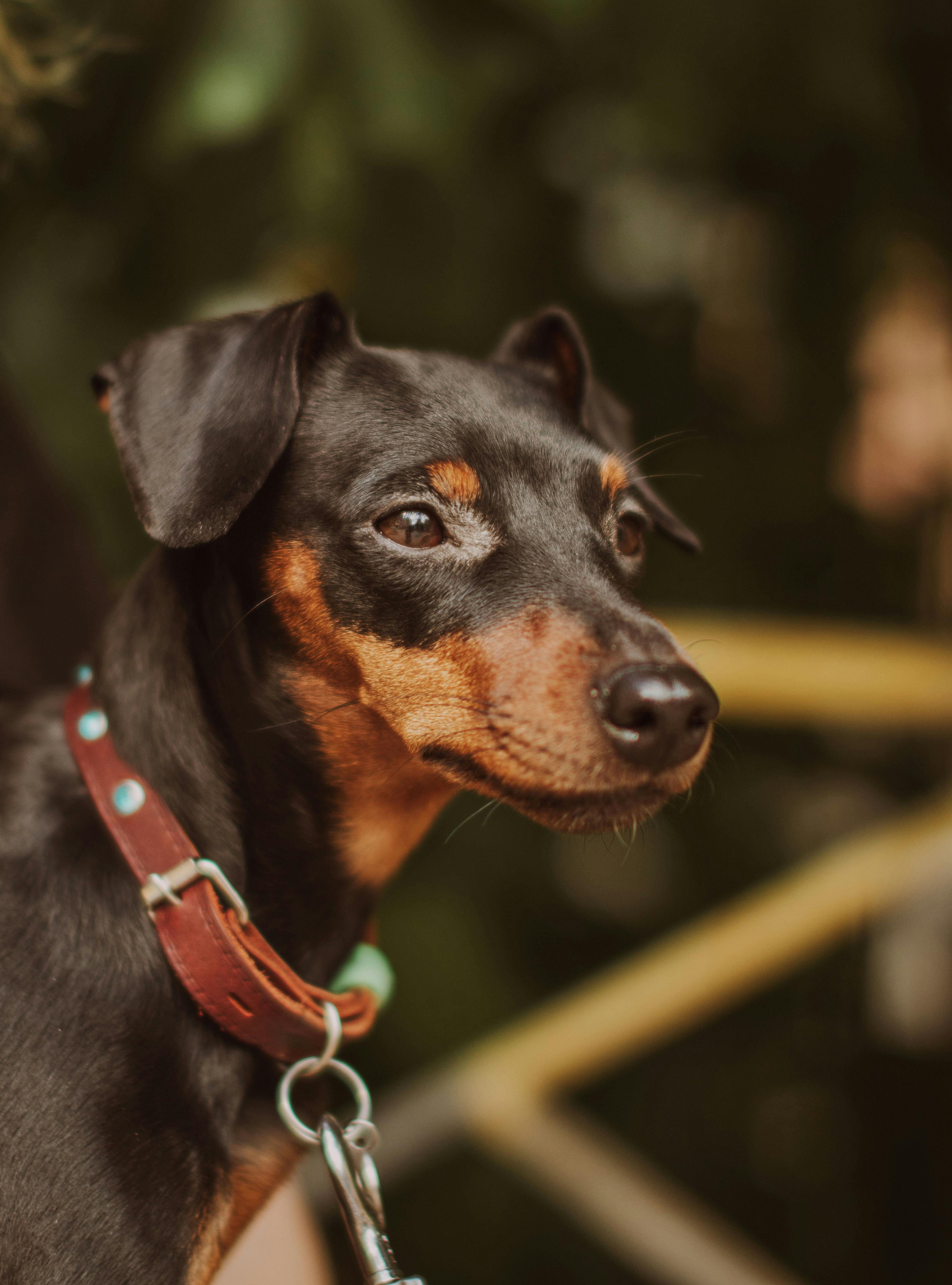 Manchester Terrier