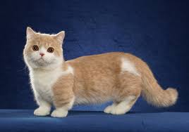 Minuet-Katze