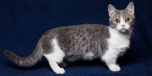 Munchkin-Katze
