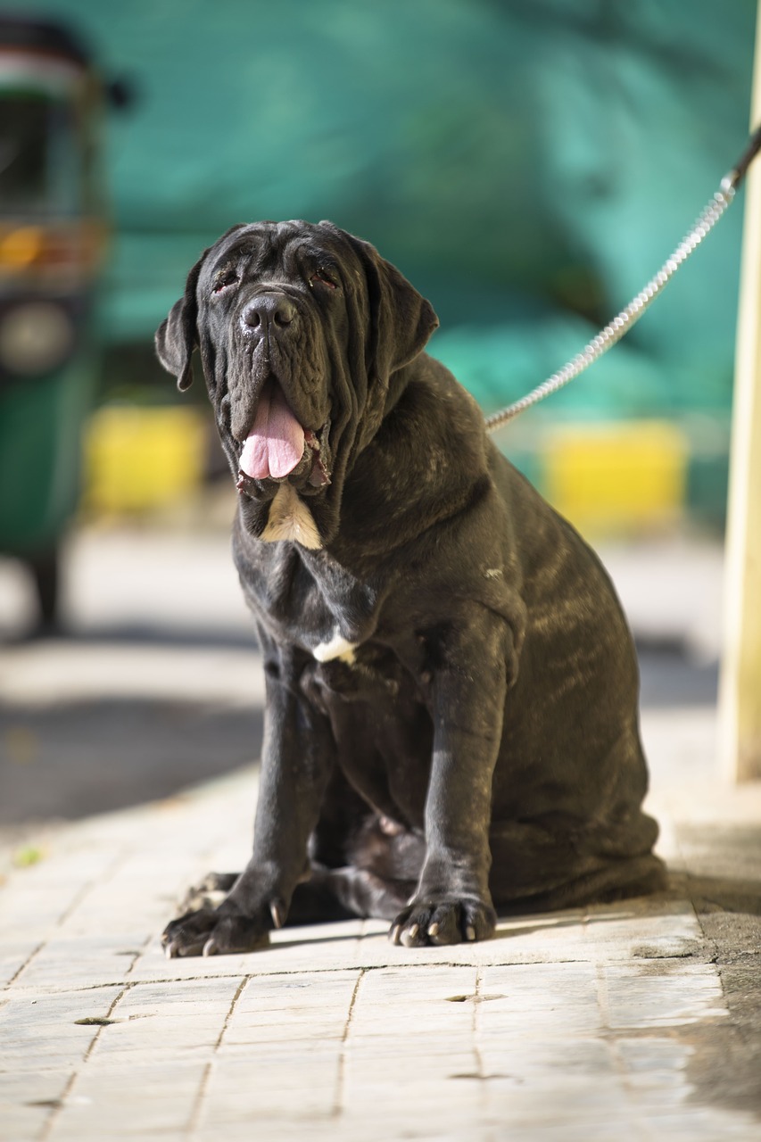 Neapolitanischer Mastiff