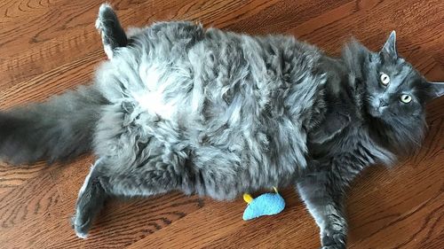 Nebelung-Katze