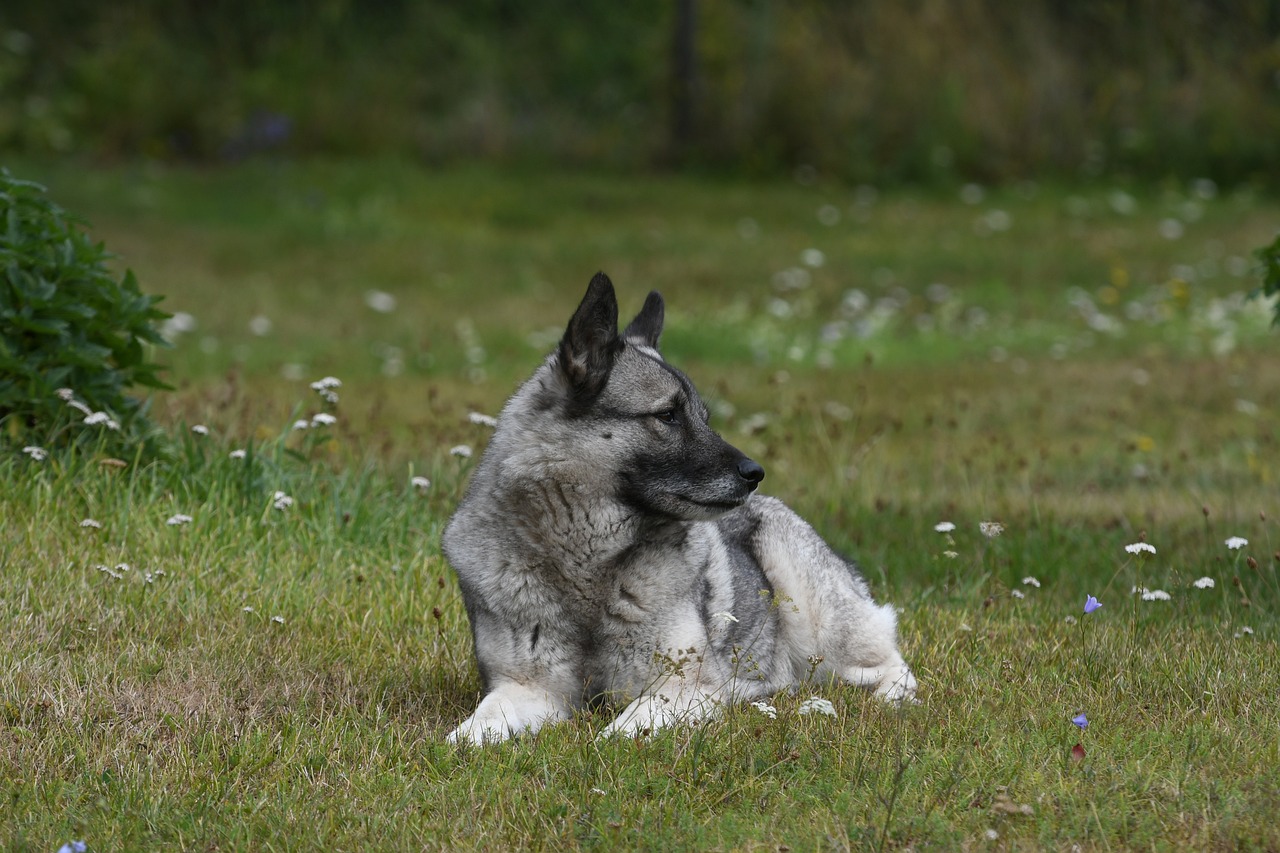 挪威猎麋犬