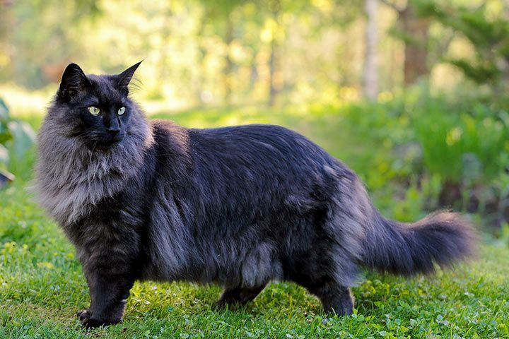 Norwegische Waldkatze
