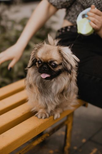 京巴犬