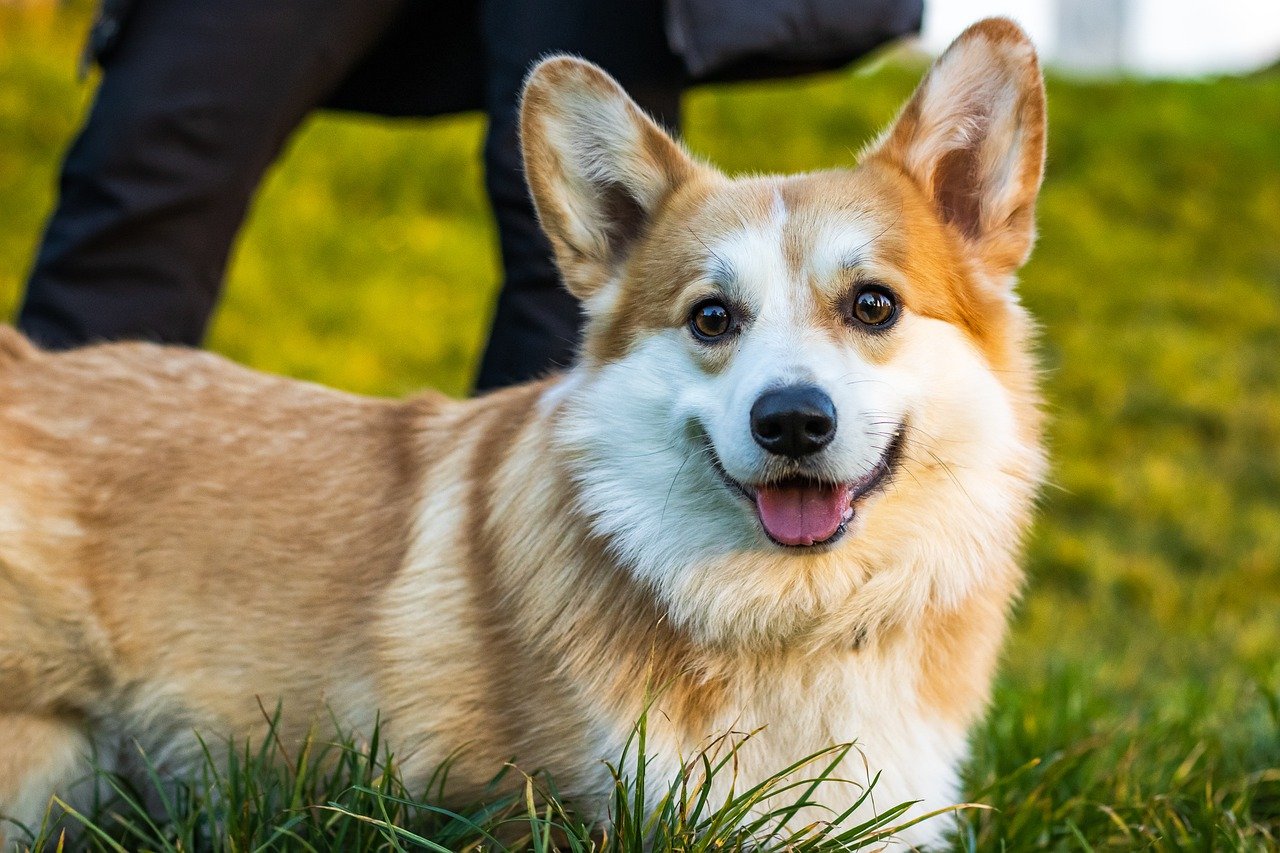 Pembroke Welsh Corgi