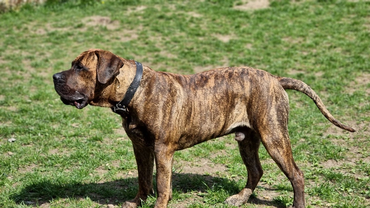 Perro de Presa Canario