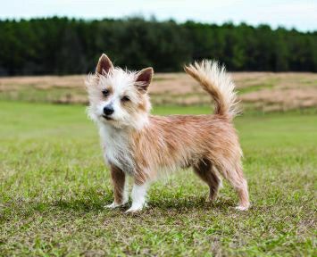 Portuguese Podengo Pequeno