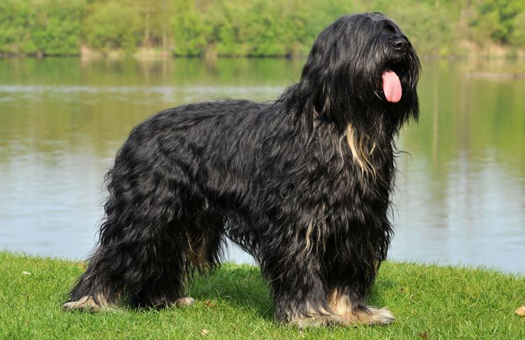 Portugiesischer Schäferhund
