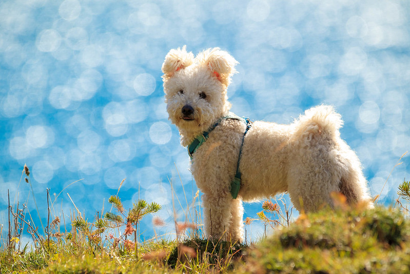 Pumi