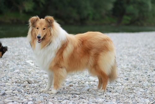 Rough Collie