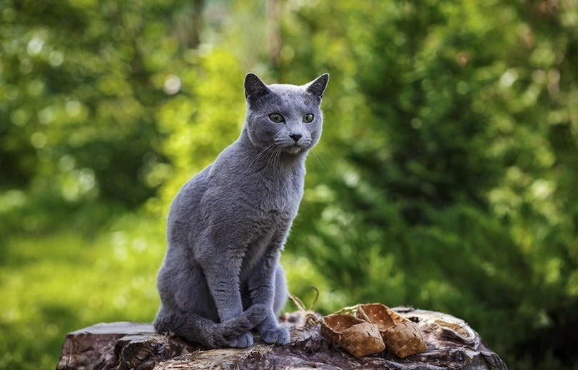 Russisch Blau