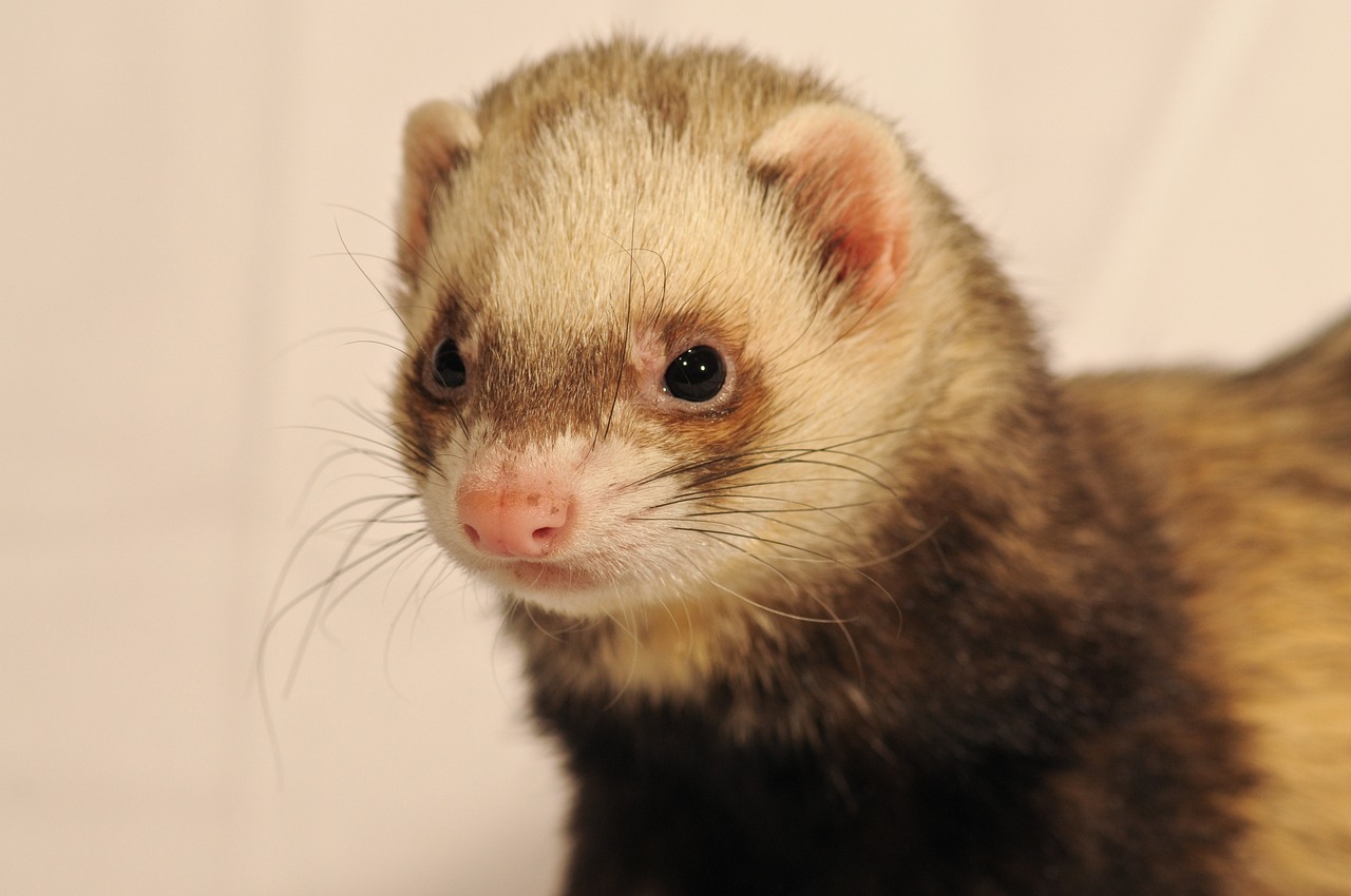 Sable Ferret